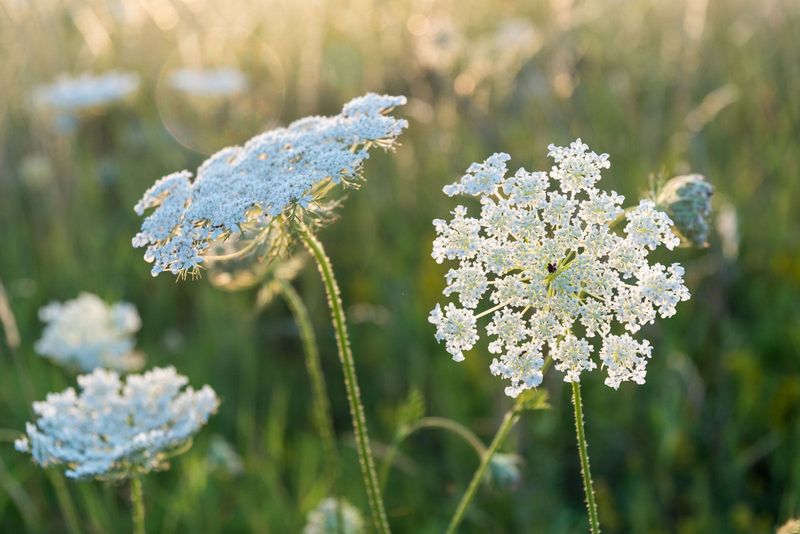 Queen Anne's Lace (Alternative to Hemlock)