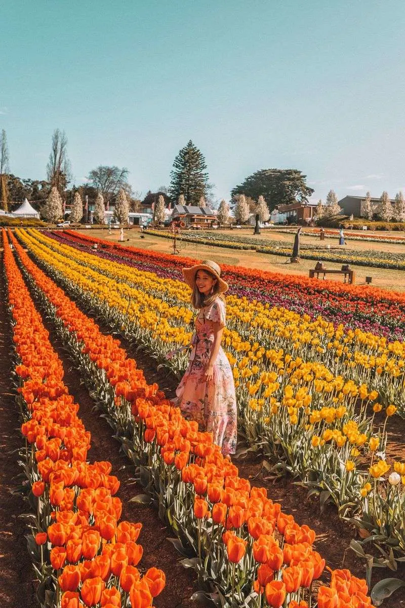 Tulip Festival Extravaganza, Australia