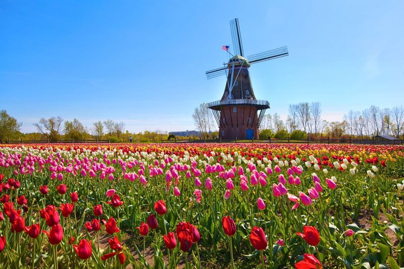 Tulip Time in the USA