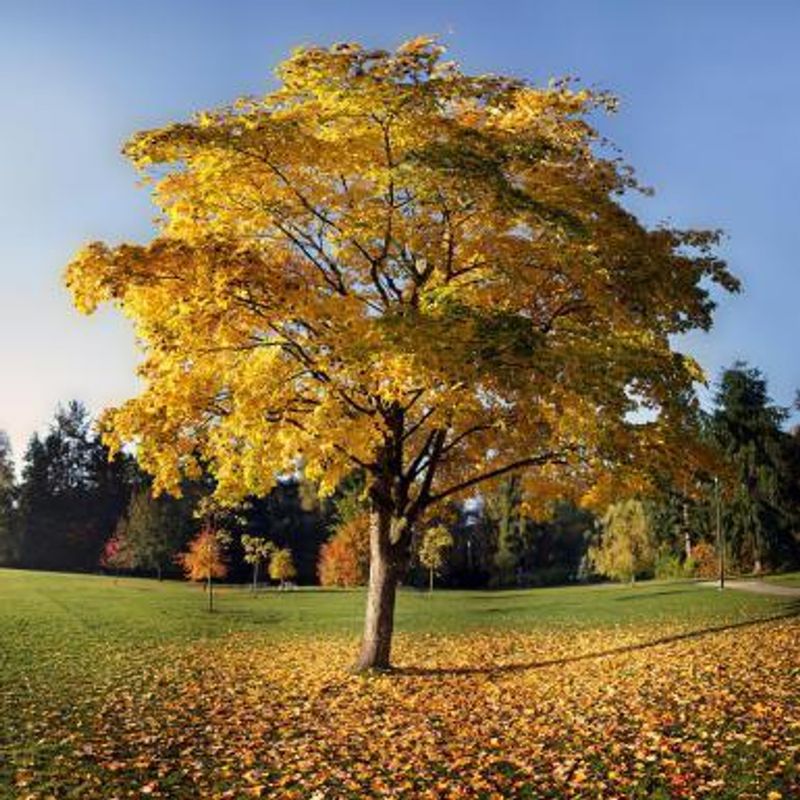 Tulip Tree