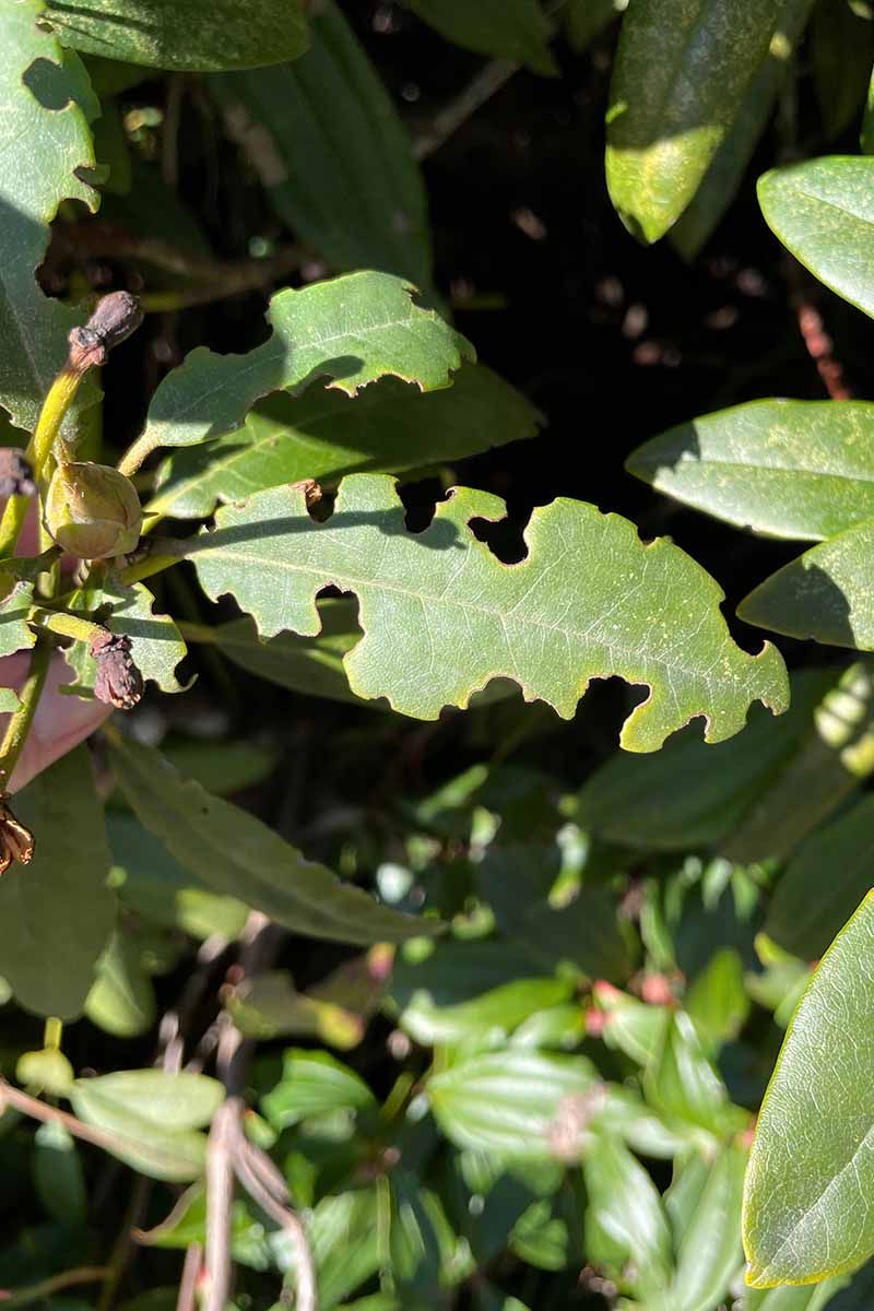 Rhododendrons