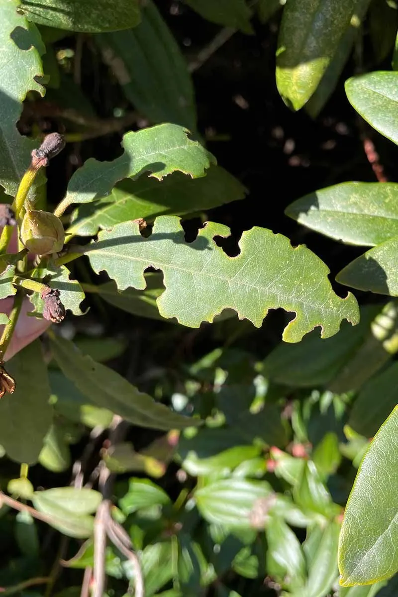 Rhododendrons