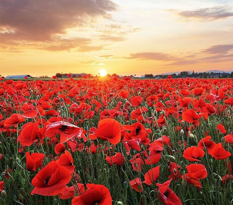 Poppies