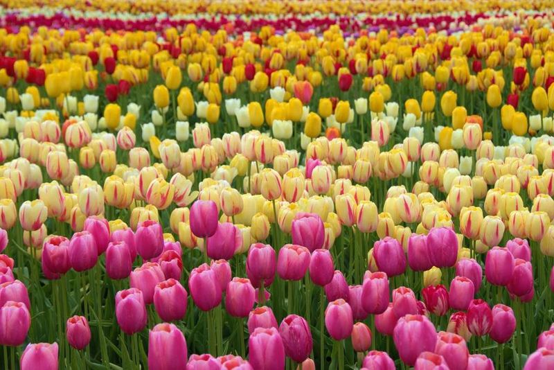 Tulips