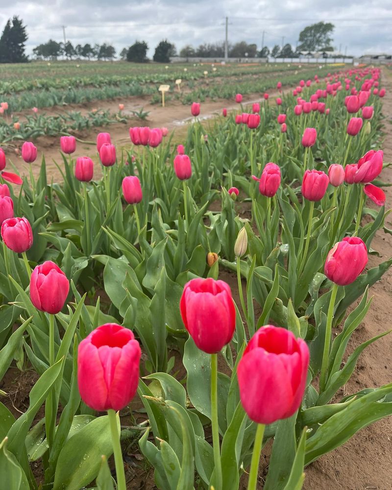Tulips