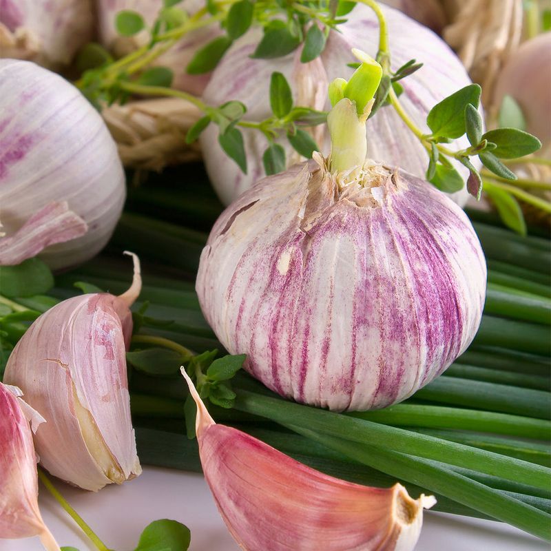 Silver Rose Garlic