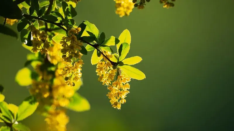 Berberine Plant