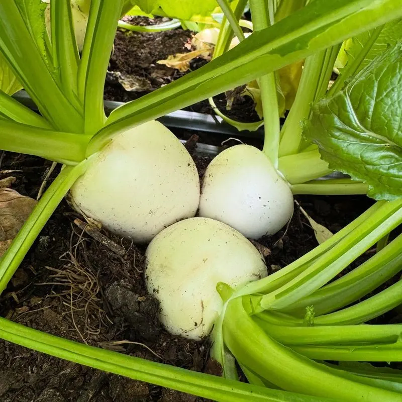 Turnips