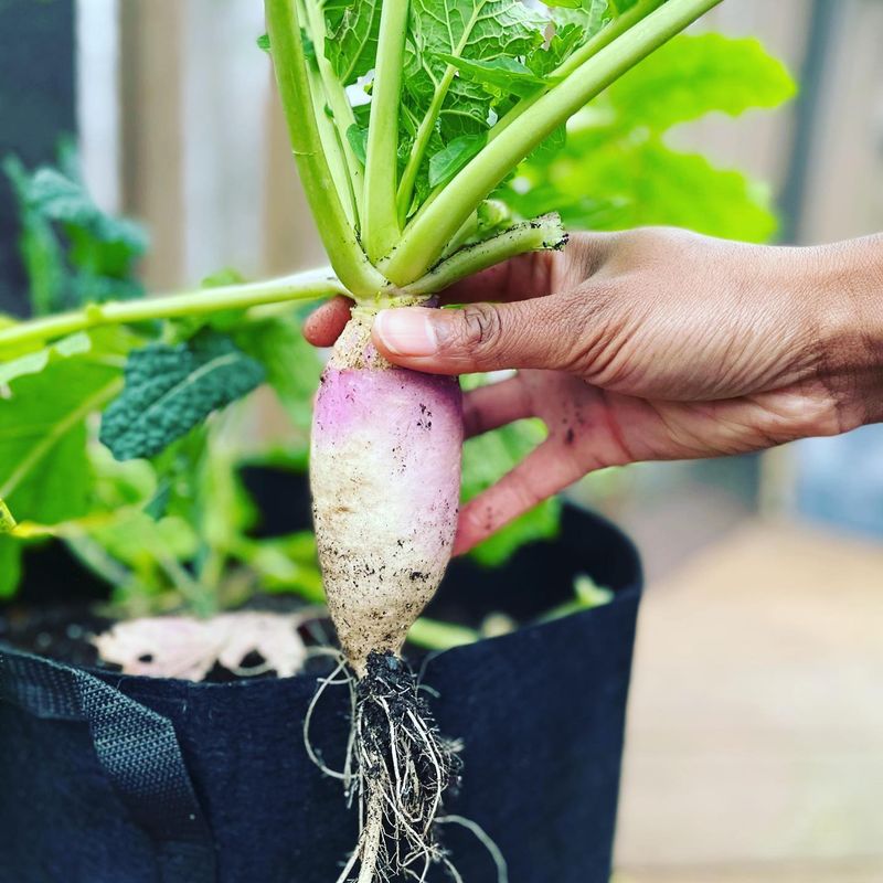 Turnips