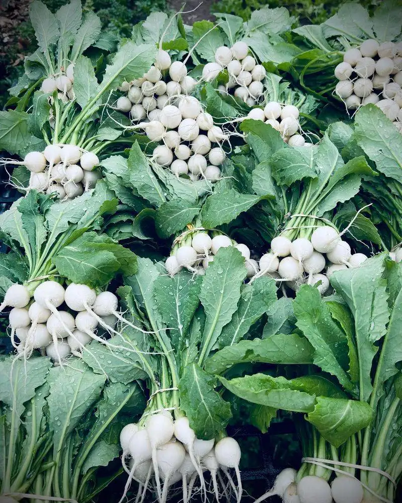 Turnips
