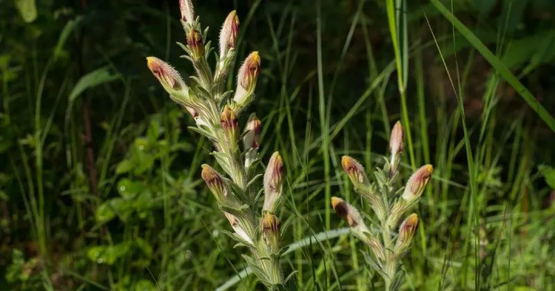 American Chaffseed