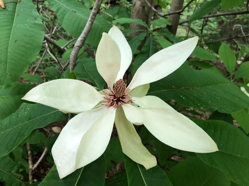 Umbrella Magnolia