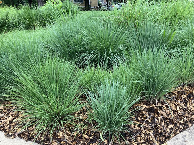Overlooked Ornamental Grass