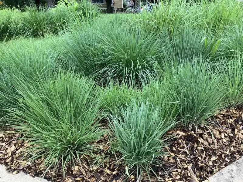 Overlooked Ornamental Grass