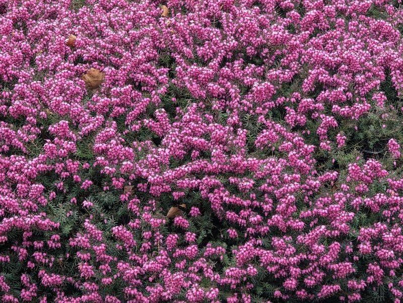 Forgotten Heather Kin