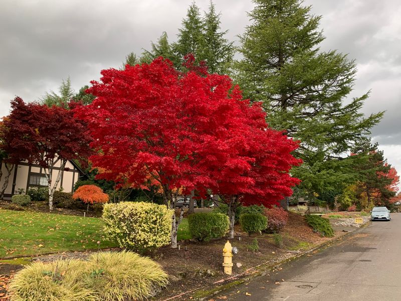 Underestimated Urban Tree