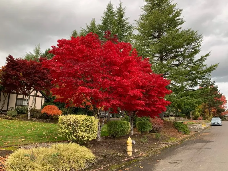 Underestimated Urban Tree