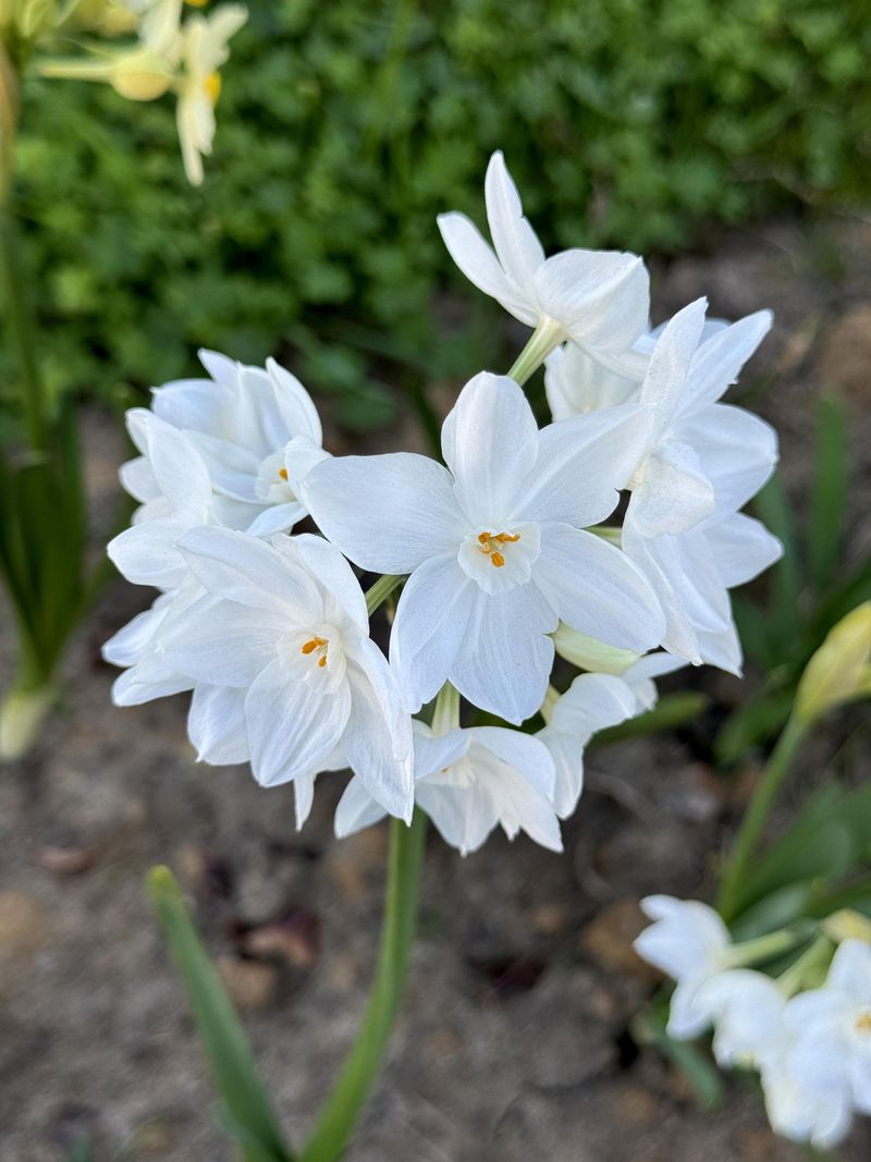 Neglected Narcissus