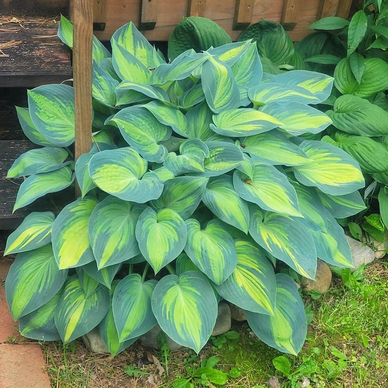 Less Celebrated Hosta