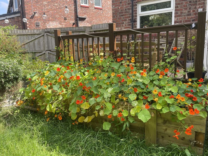 Underestimating Plant Growth