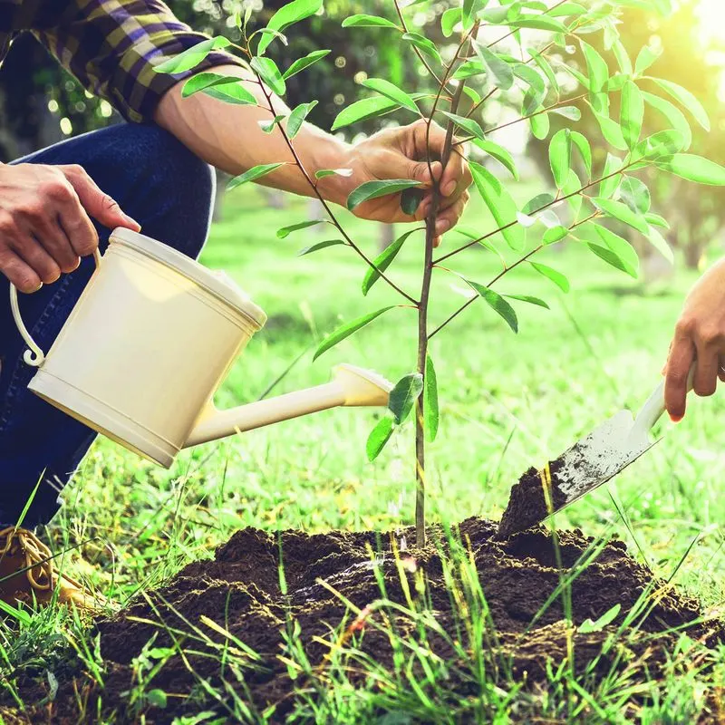Optimal Soil Conditions
