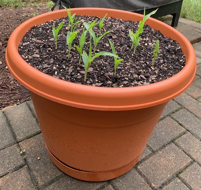 Understand the Importance of Soil Quality
