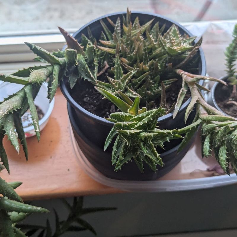 Repotting Practices