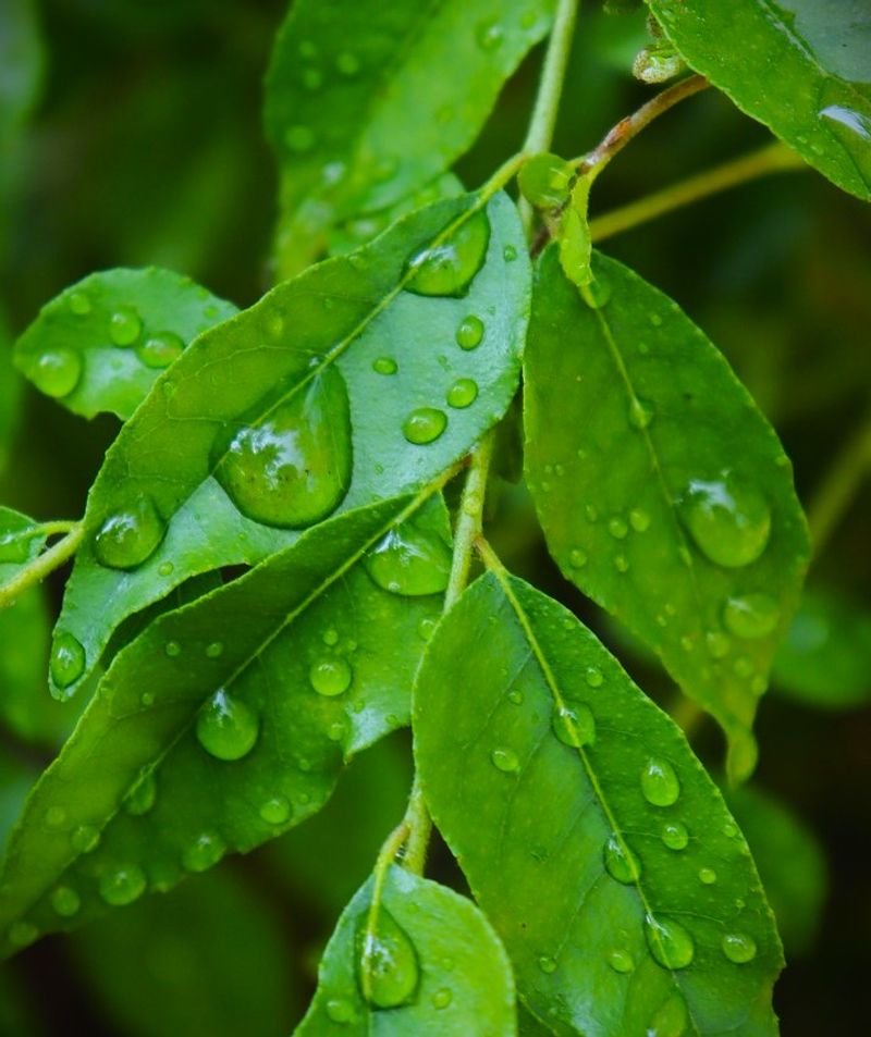Optimal Watering Techniques