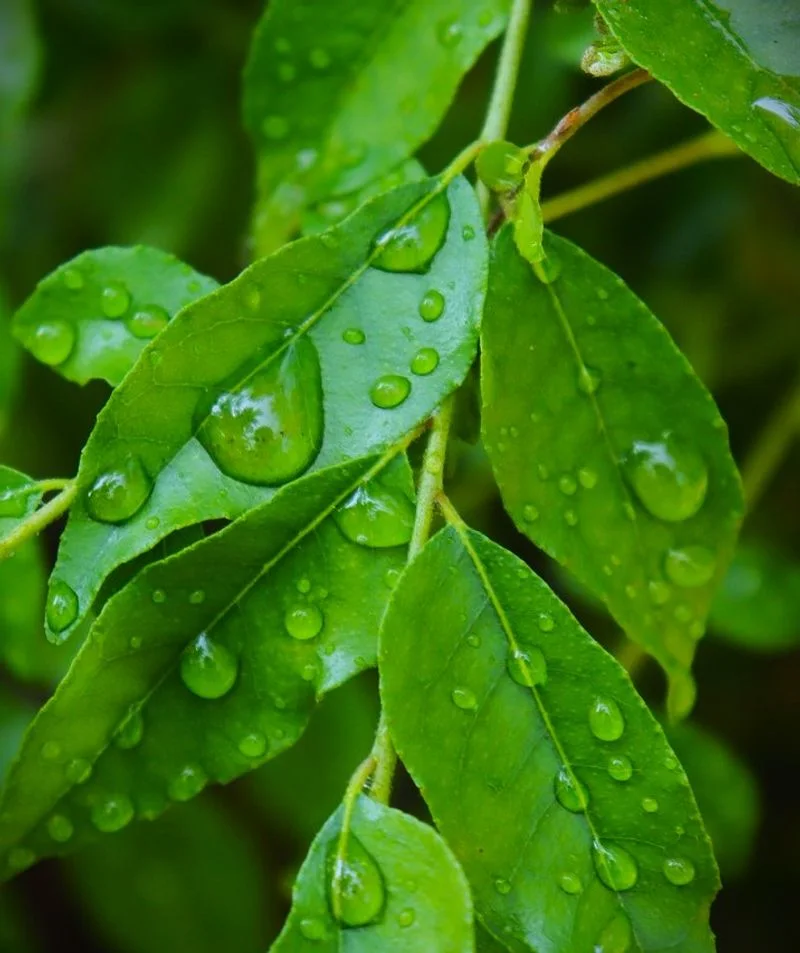 Optimal Watering Techniques
