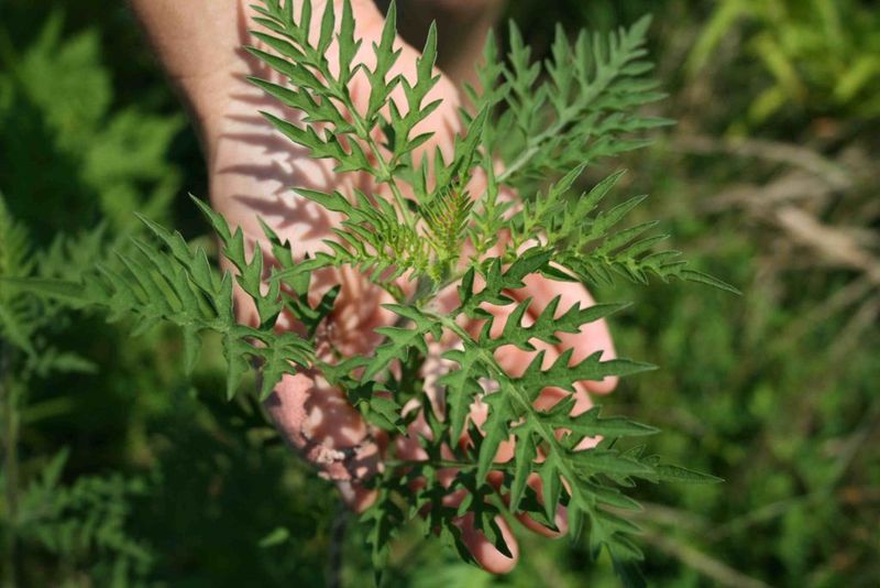Using Natural Barriers Against Ragweed