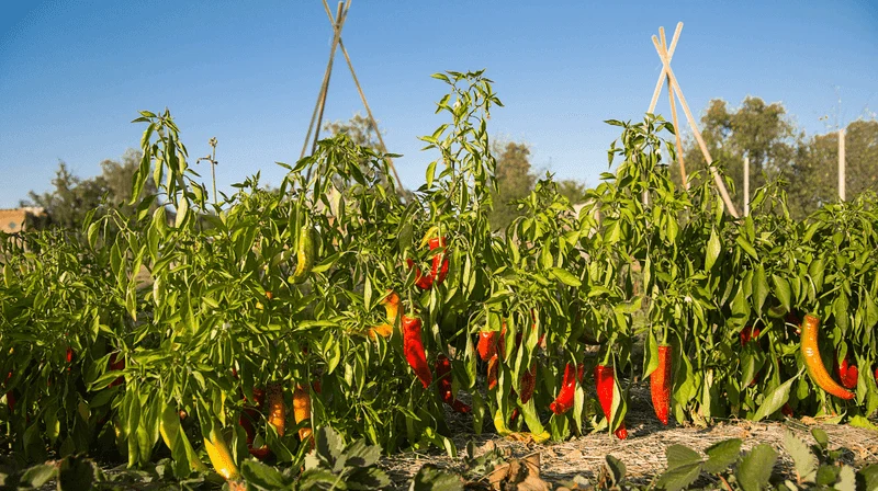 Understanding the Growth Cycle
