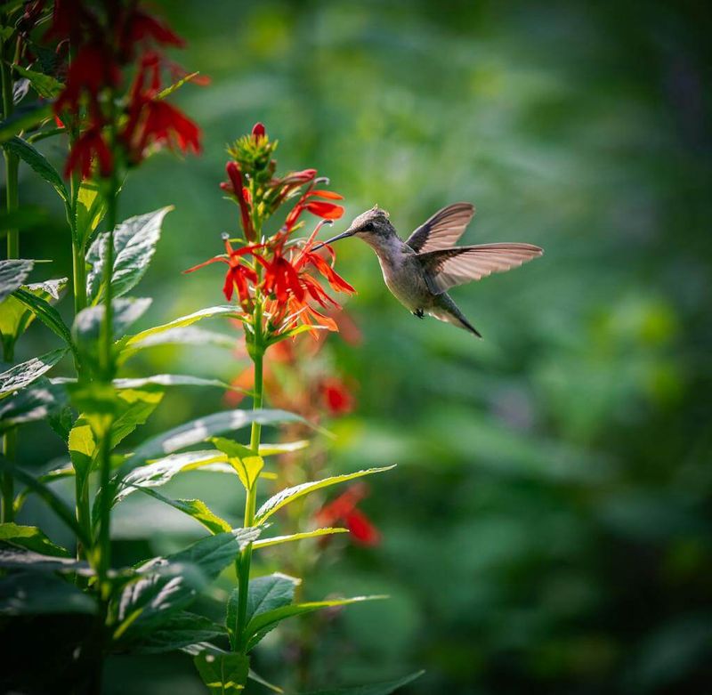 Unexpected Guests: A Gift of Biodiversity