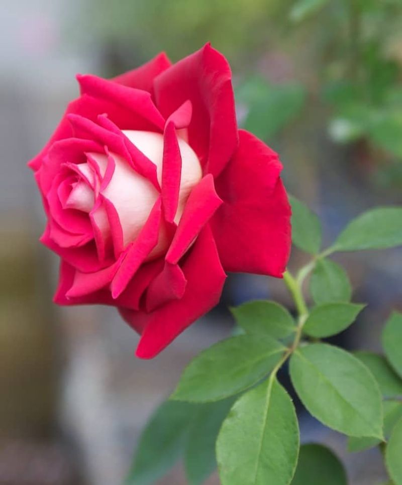Long-Lasting Blooms