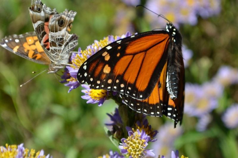Sparse Pollinator Activity
