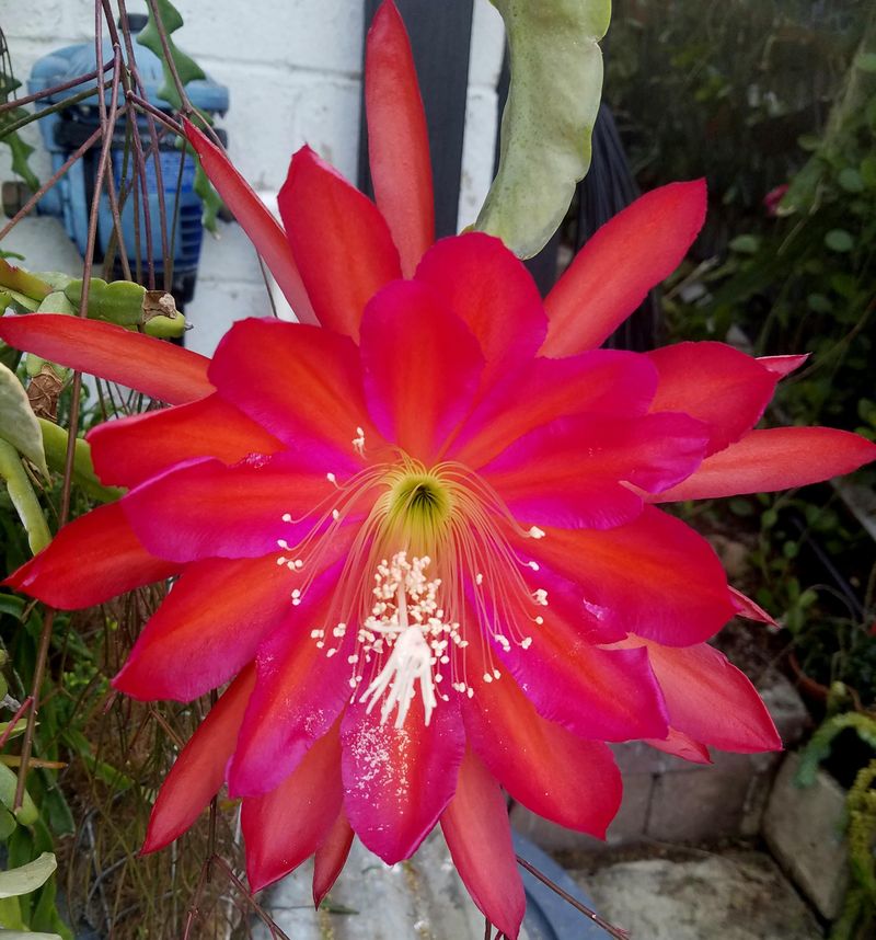Uncelebrated Cactus Cousin