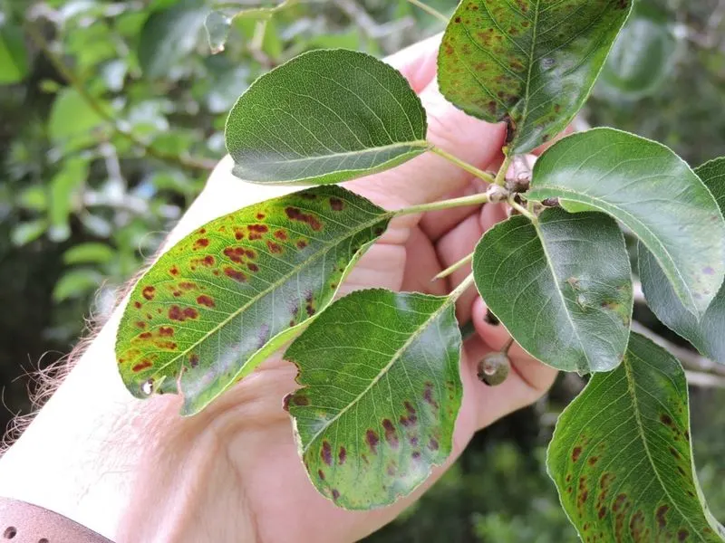 Unusual Leaf Coloration