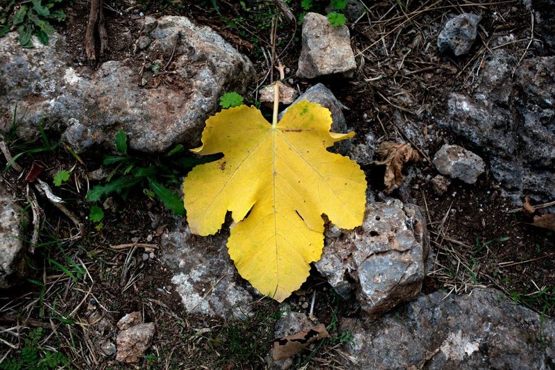 Unusual Leaf Drop