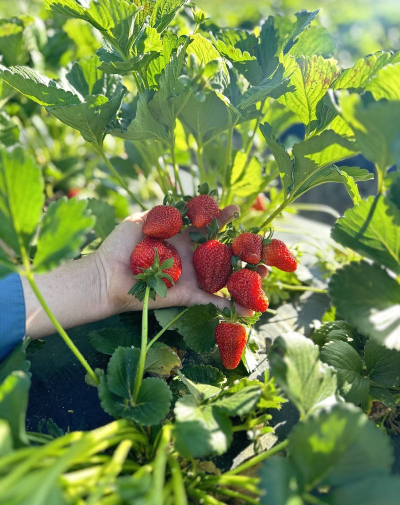 Upside Down Strawberry Surprise