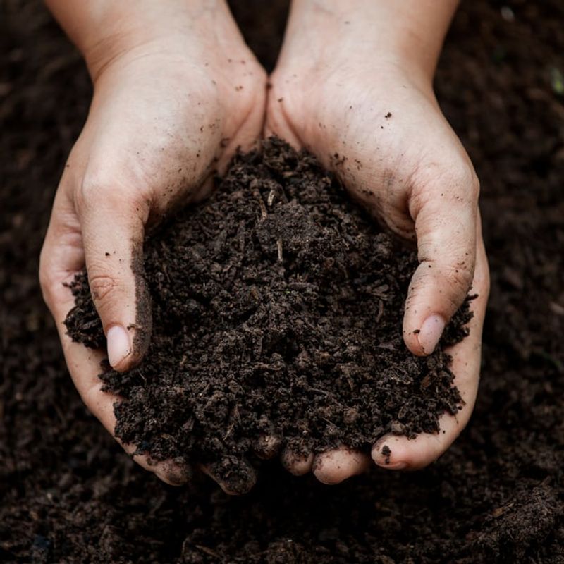 Improve Soil Drainage