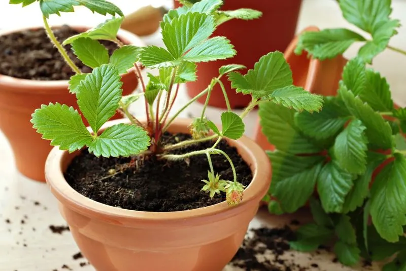 Use Quality Potting Mix
