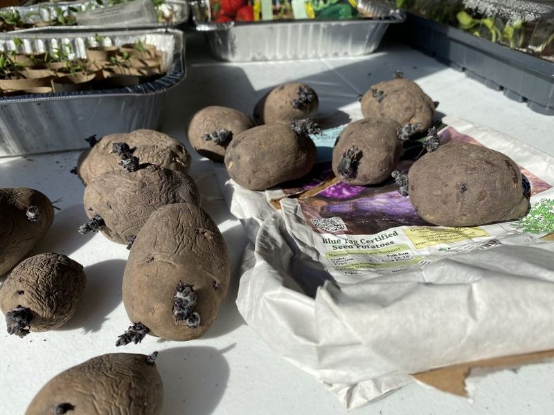 Use Quality Seed Potatoes
