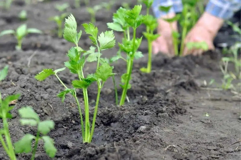 Use Rich, Moist Soil