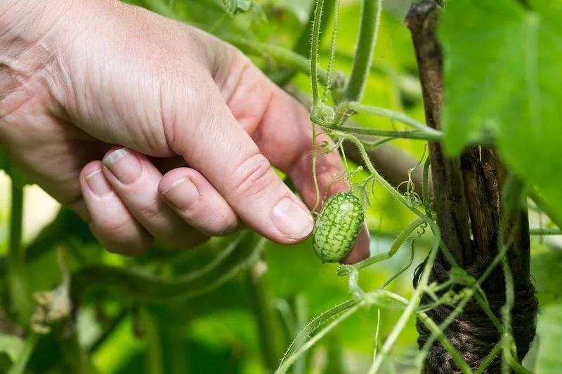 Use a Trellis for Support