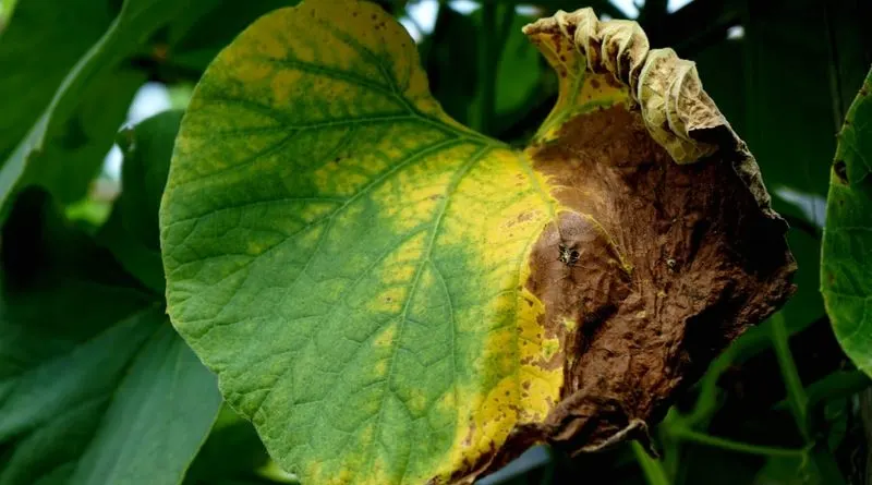 Using Chemical Fertilizers Excessively