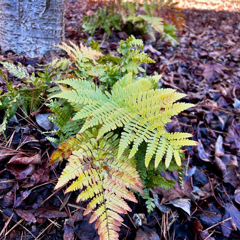 Using Coffee Grounds on Ferns