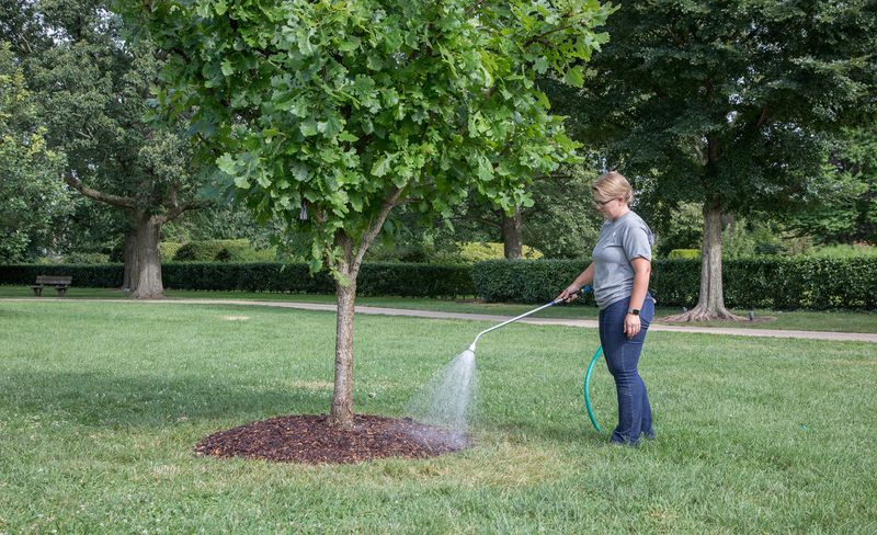 Watering Leaves Instead of Roots