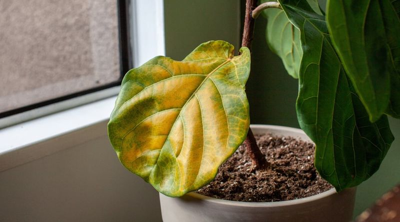 Overwatering