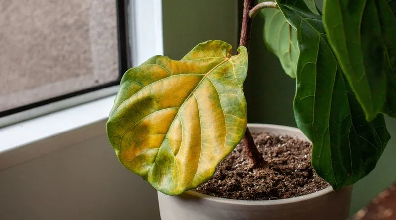 Overwatering