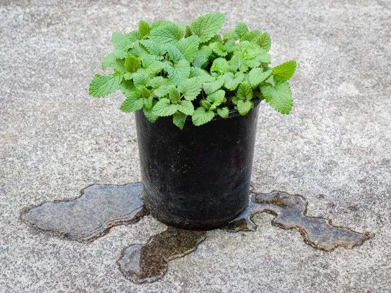 Ignoring Drainage Needs