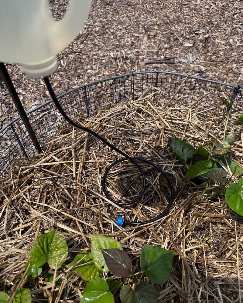 Using Soda Bottles as Slow Drip Irrigation